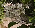 A flowering Northern Catalpa in Dallas, Texas.