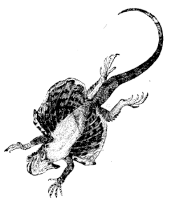 A diagram of a gliding lizard