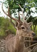 Formosan sika deer