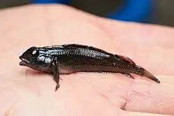 A small, black fish with large eyes resting on the palm of a hand.