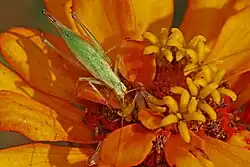 Oecanthus quadripunctatus