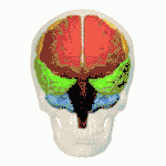 Both hemispheres. Left and right lobes are color-matched. &nbsp;&nbsp;Insular lobe