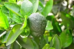 Tangerine in the Subtropical Botanical Garden