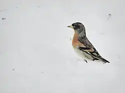 Brambling, Sörby, Örebro