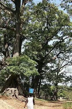 Fromager (Kapok) trees at Diembéring