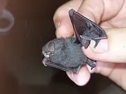 Gray bat
