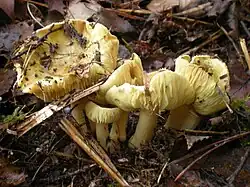Tricholoma flavovirens, near Wellfleet, Massachusetts, USA
