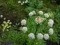 Hemlock water-dropwort, Oenanthe crocata in wet woodland