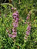 Purple loosestrife, Lythrum salicaria