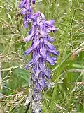 Tufted Vetch, Vicia cracca, in anthill meadow
