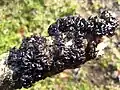 Warlock's butter, Exidia nigricans, on rotting birch branch