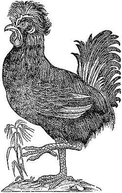 Paduan Rooster