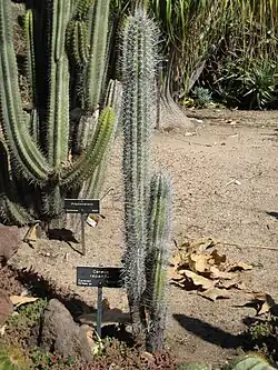 Cereus repandus at Huntington Botanical Gardens
