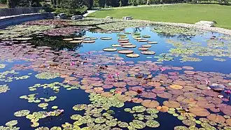 Water Lily Pond.