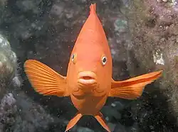 Garibaldi, Catalina Island
