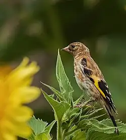 C. c. carduelis, juvenile, Germany