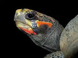 Profile of the head of a red-footed tortoise showing the squared off skull, red and dark colorations, and dark eye