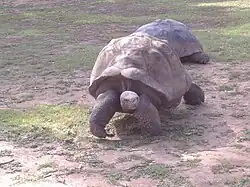 Galápagos tortoises