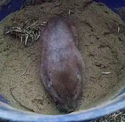 Brown gopher