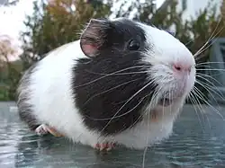 Black and white guinea pig