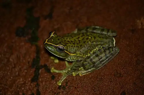 Lateral view