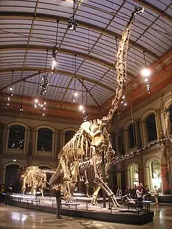 Image 11The Dinosaur Hall of the Naturkundemuseum, Berlin, showing the skeleton of Giraffatitan brancai, among the largest mounted skeletons in the world