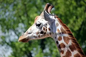 Giraffe.