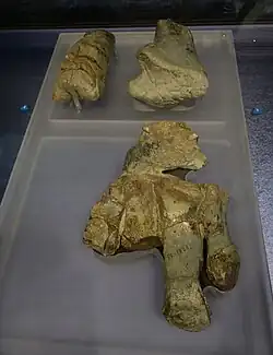 Greyish foot bones on a black background