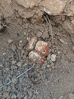 Corms of Gladiolus Italicus, Behbahan