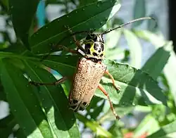 Glenea spilota climbing on a leaf