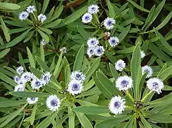 Globularia salicina (Jardín Botánico Canario Viera y Clavijo)