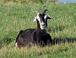 a black goat with Swiss markings sitting in a green field