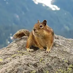 Brown squirrel