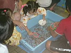 View from above of children gathered around a pale blue rectangular tub filled with many small orange fish swimming in water. A girl at the top of the scene leans over the tub, with a pink scoop in her right hand and a white bowl in her left hand.