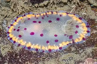 Goniobranchus bombayanus