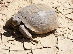 Desert tortoise
