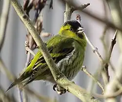 Eurasian siskin, Lindome, Västra Götaland