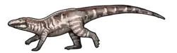 Gracilisuchus stepanicicorum