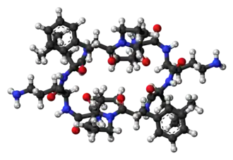 Ball-and-stick model of the Gramicidin S molecule