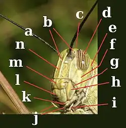 Image 22Head of Orthoptera, Acrididae. a:antenna; b:ocelli; c:vertex; d:compound eye; e:occiput; f:gena; g:pleurostoma; h:mandible; i:labial palp; j:maxillary palps; k:maxilla; l:labrum; m:clypeus; n:frons (from Insect morphology)