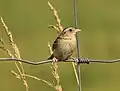 Grasshopper sparrow