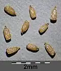 Seeds