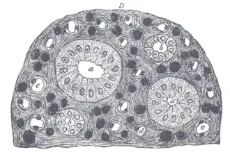 Transverse section of pyramidal substance of kidney of an adult pig, the bloodvessels of which are injected.