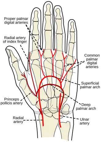 Palm of left hand, showing position of skin creases and bones, and surface markings for the volar arches.