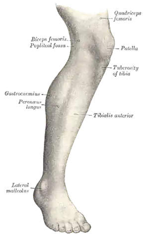 Lateral aspect of right leg