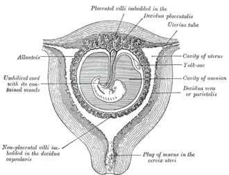 Sectional plan of the gravid uterus in the third and fourth month
