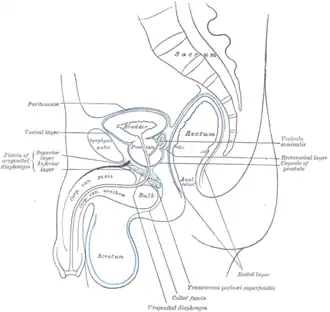 Median sagittal section of pelvis, showing the arrangement of fasciæ