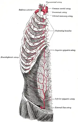 Vasculature entering at top. (Note: internal mammary is now known as internal thoracic artery.)