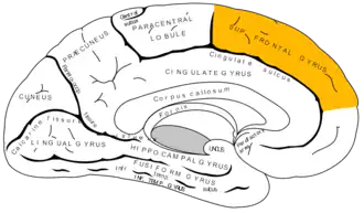 Medial surface of left cerebral hemisphere
