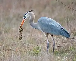 Eating Botta's pocket gopher